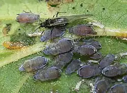 Ceruraphis is a genus of true bugs belonging to the family Aphididae.