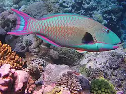 Male from Australia – Terminal phase