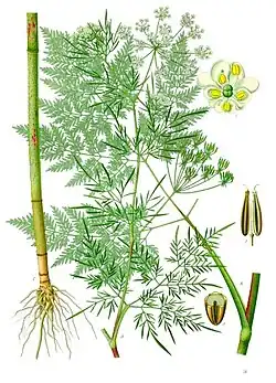 Chaerophyllum bulbosum