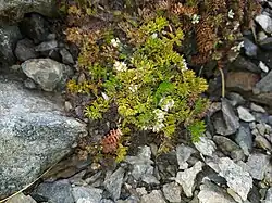 A small plant with small leaves among gravel