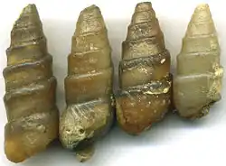 Chalcedonized gastropods internal molds