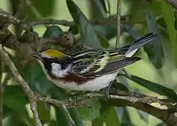 Chestnut-sided warbler (Setophaga pensylvanica) male