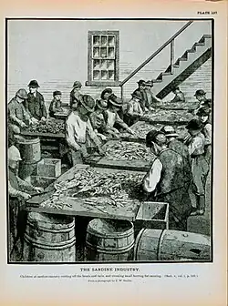 Children cleaning Atlantic herring at a cannery