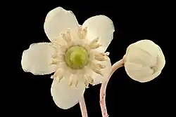 Close-up of the flower