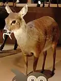 Chinese water deer