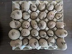 Seed potatoes in a cardboard tray with sprouts growing from them.