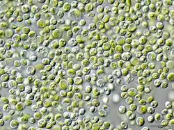 Chlorella vulgaris on microscope view