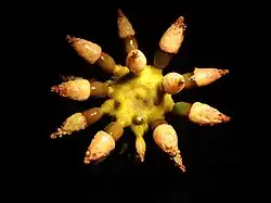 Chondrocidaris brevispina