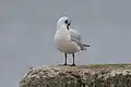 Adult in winter plumage, preening; West Point, Falkland Islands