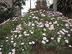 In cultivation in India