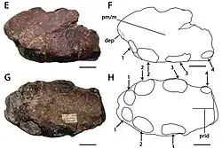Photos and illustrations of a fragmentary fossil
