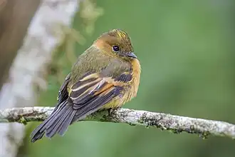 Cinnamon flycatcher (Pyrrhomyias cinnamomeus pyrrhopterus) San Isidro 2.jpg