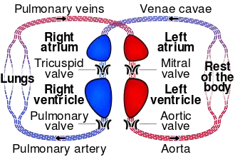 SMIL animation demonstrating change in transformation (scale) and CSS attributes (opacity and dash offset)