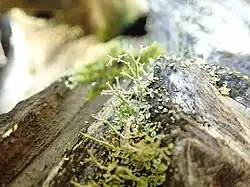 thin, branched green twiglets growing out of small, scattered green leaves in a depression in a log