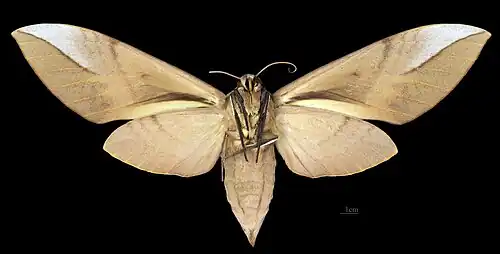 Clanis schwartzi Paratype MHNT Female Ventral