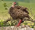 Preening bird in Kidepo Valley National Park