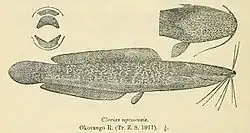 Illustration of a fish in side profile facing right, with further illustrations of the inside of the mouth and the top of the head