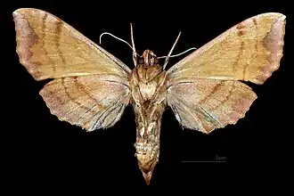 Clarina syriaca ♀ △