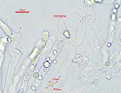 basidia with two sterigmata