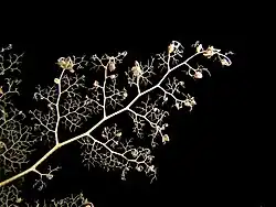 Close-up of Astroboa nuda basket star arm