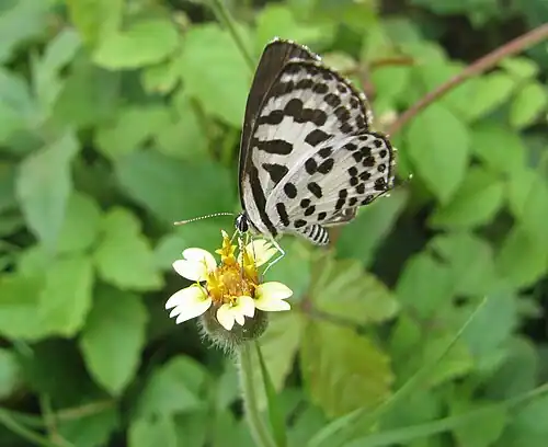 Ventral view