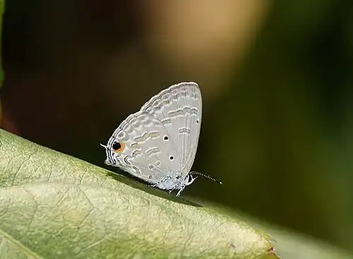 Ventral view