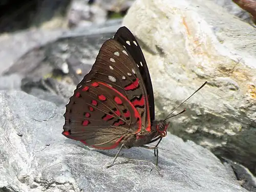 Ventral view