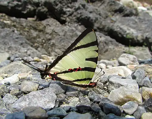 Ventral view (male)