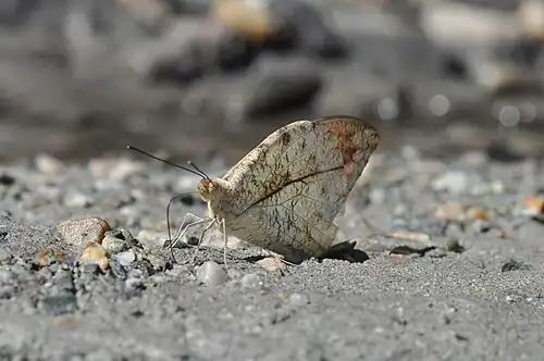 Ventral view