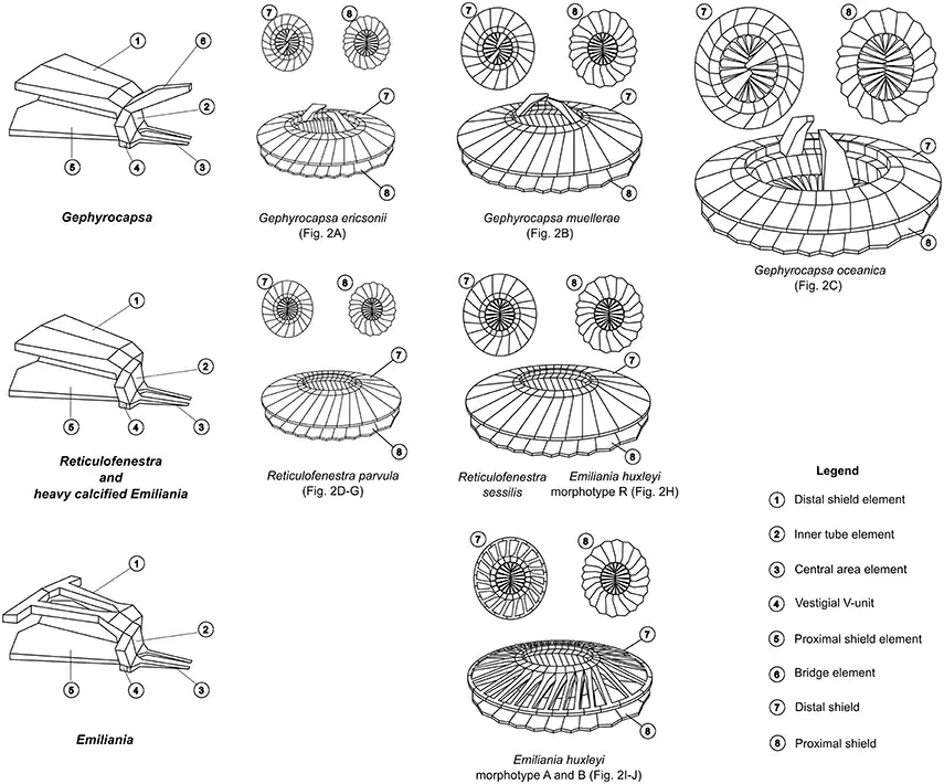 Coccolith structures of representative Noelaerhabdaceae.[36] Each morphospecies is associated with a SEM image in the next diagram