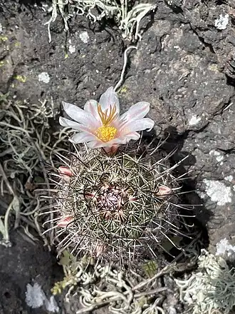 Plant blooming in Campo La Chorera, Baja California, Mexico