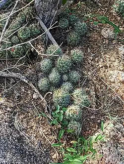 Plants growing in Cabo San Lucas, Baja California Sur