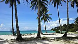 Coconut Trees at Trikora Beach