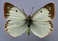 Colias palaeno, female