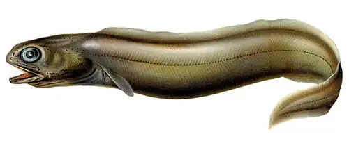 Coloconger raniceps (Colocongridae)