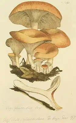 James Sowerby's illustration