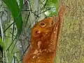 A red morph of a colugo