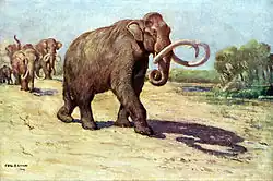 Columbian mammoth, Pleistocene North America