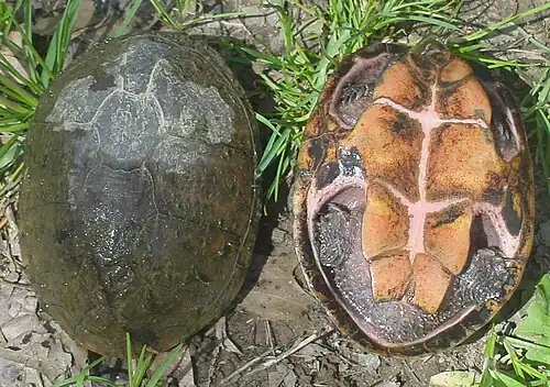 Carapace and plastron, New Jersey