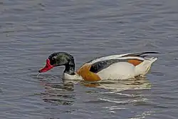 Common_shelduck_(Tadorna_tadorna)_male_2