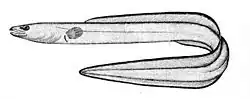 Conger eel Leptocephalus conger