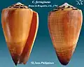 Conus ferrugineus Hwass in Bruguière, J.G., 1792
