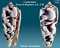Conus gubernator Hwass in Bruguière, J.G., 1792
