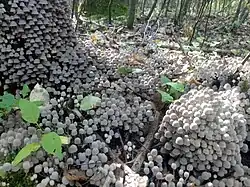 Coprinus disseminatus; commonly known as "fairy inkcap" or "trooping crumble cap"