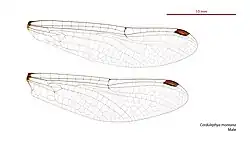 Male wings