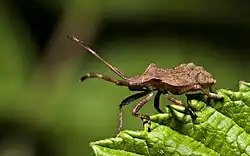 Facial view of Coreus marginatus