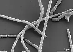 Several strand-like structures resting on top of and surrounding one another, the image is in black and white and the scale is at the micrometre level