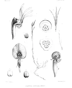 Odoardo Beccari's original drawings of Corsia ornata