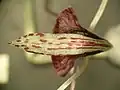 Corybas papillosus dorsal view, showing the slender, acuminate dorsal sepal extending well past the labellum.