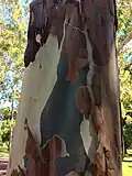 Shedding trunk bark